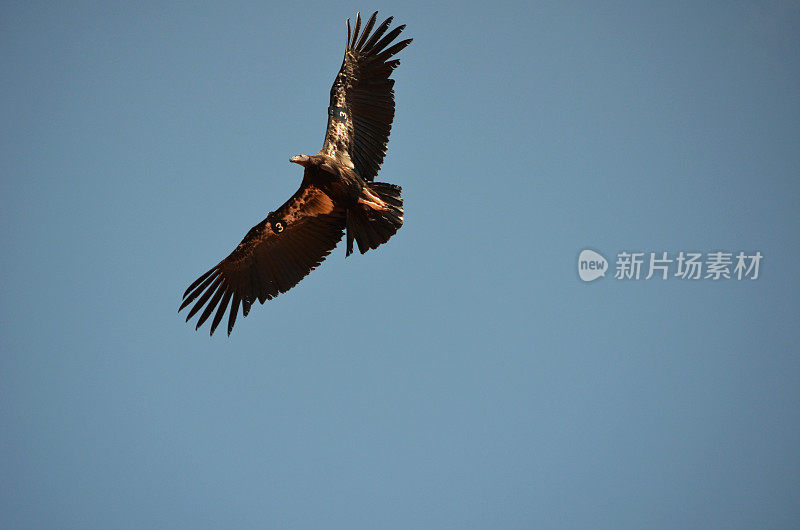 大峡谷加州秃鹰与复制空间