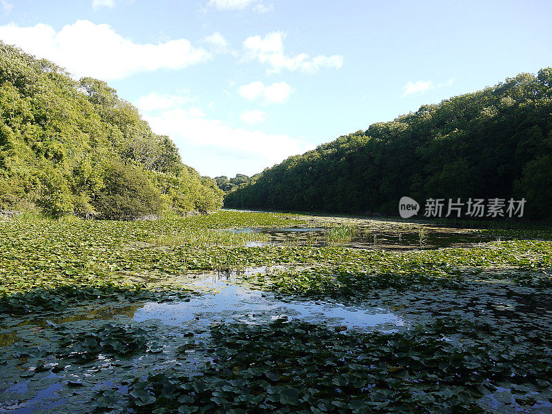 彭布罗克郡海岸国家公园的百合池塘