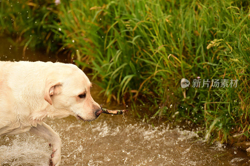 拉布拉多寻回犬