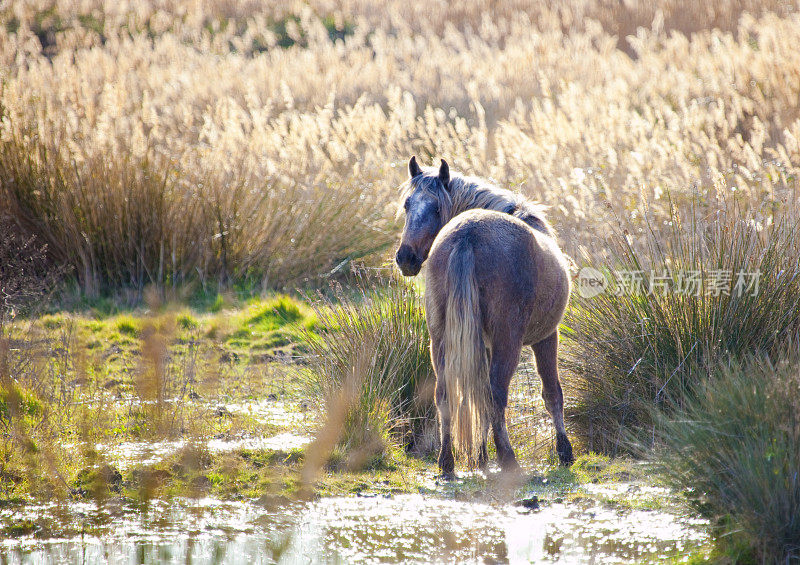 湿地中的白马
