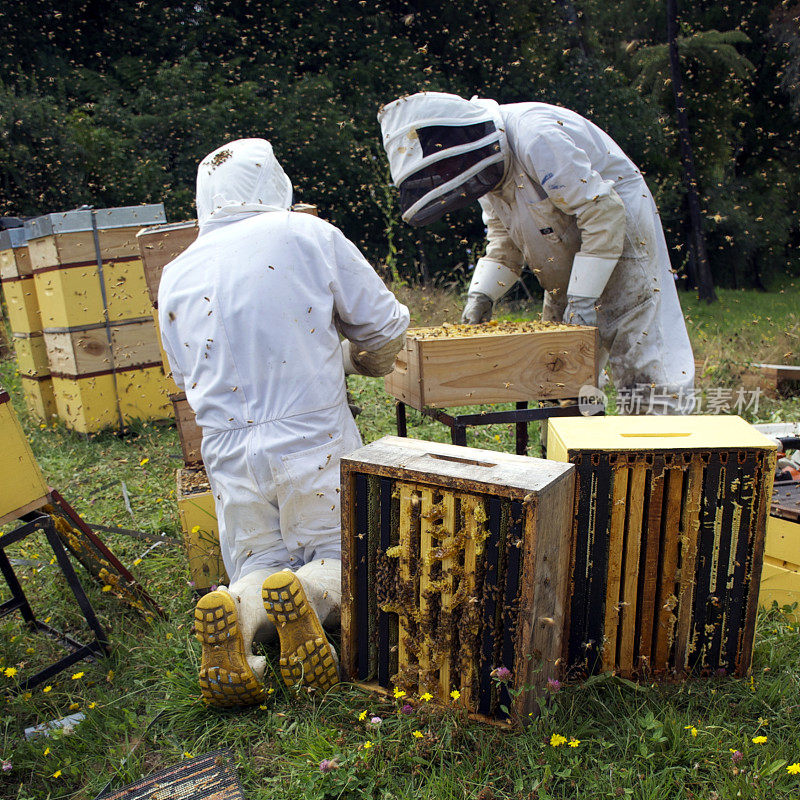 在蜂箱上工作的商业养蜂人