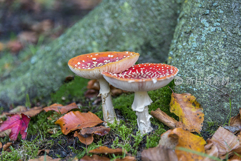 两个蘑菇在森林，树根之间