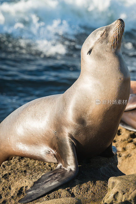 圣地亚哥海狮