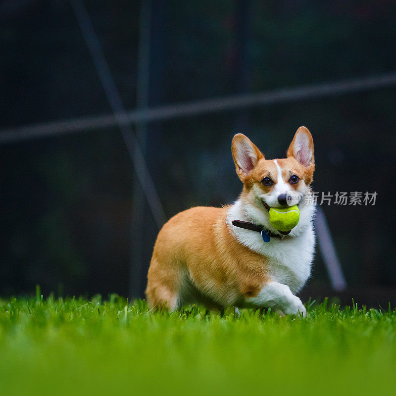 雌性威尔士柯基犬