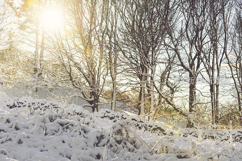 冬季太阳背光雪载草-英国