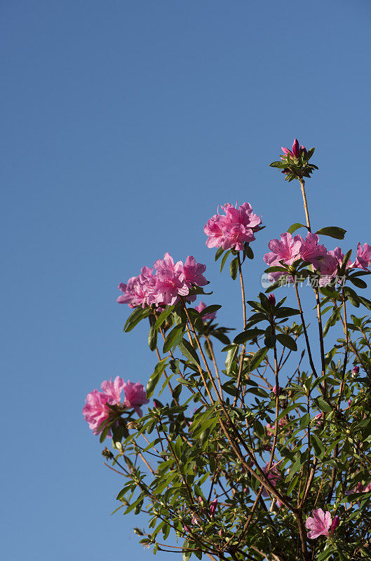 盛开的杜鹃花丛，粉红色的花