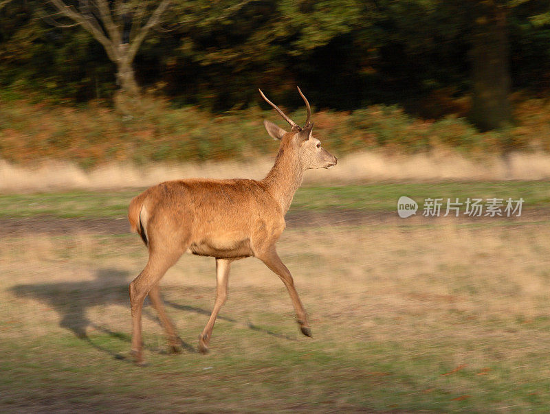 鹿跑