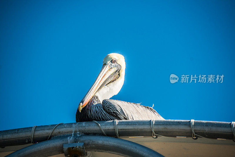 等待鱼的鹈鹕