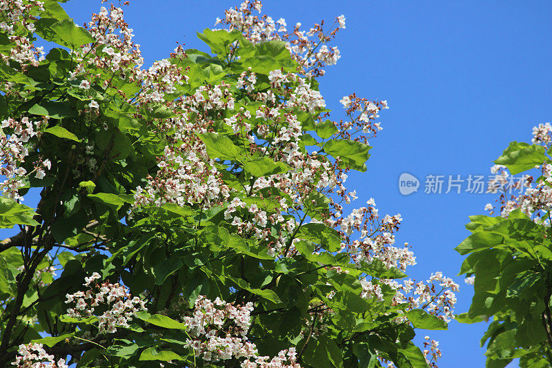 印度豆树图案上的白花(拉丁文:梓树)
