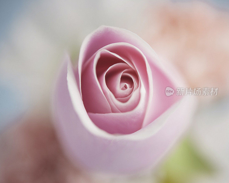 抽象的花背景完美的粉红色玫瑰与混合开花