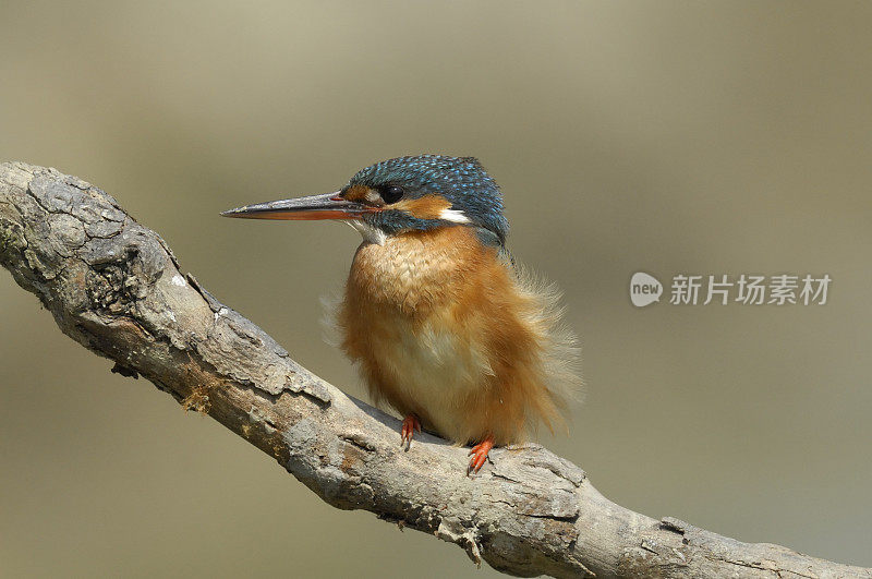 翠鸟,普通