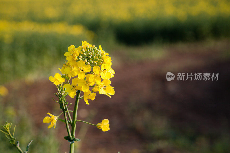 英格兰埃塞克斯春天的油菜籽田