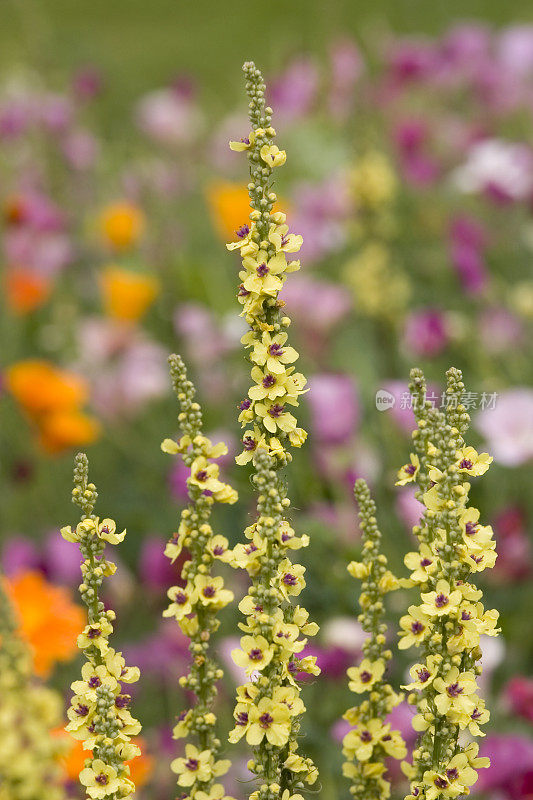 别墅花园Verbascum