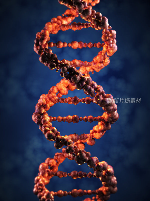 螺旋DNA