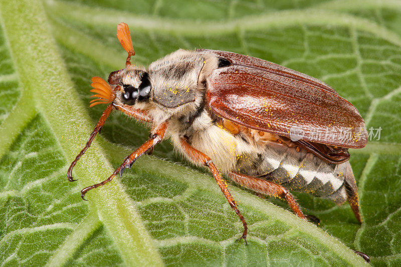 旋涡Maybug，游说(XXXL)