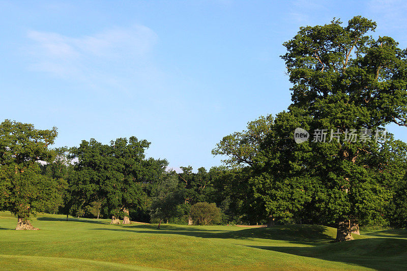 高尔夫球场上生长着古老的英国橡树