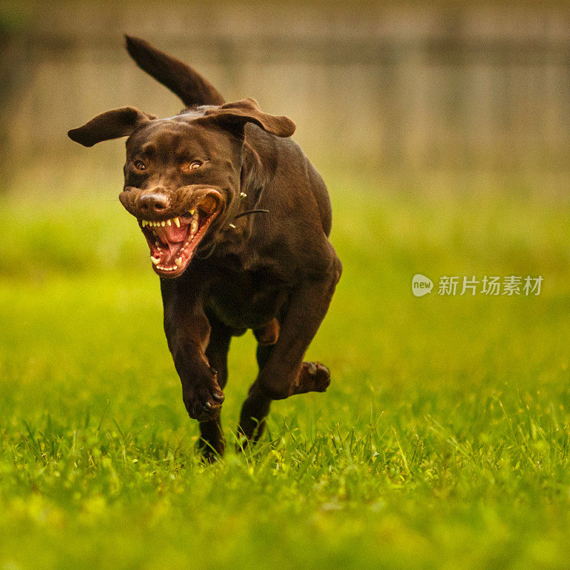 巧克力拉布拉多猎犬奔跑