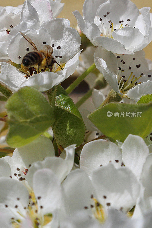 忙碌的蜜蜂和梨树在春天绽放花朵