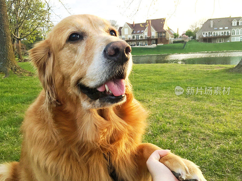 金毛猎犬肖像