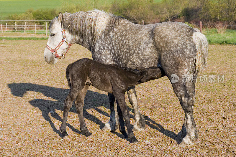 Percheron母马和小马驹