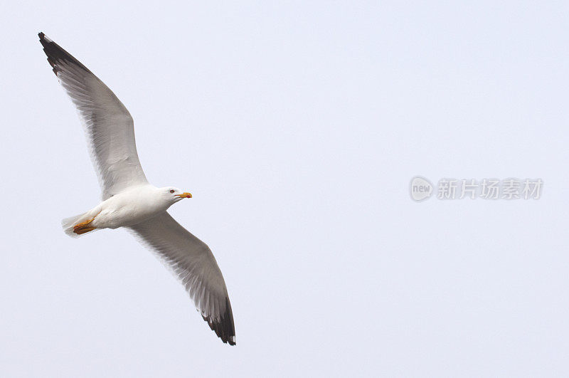 飞翔的海鸥