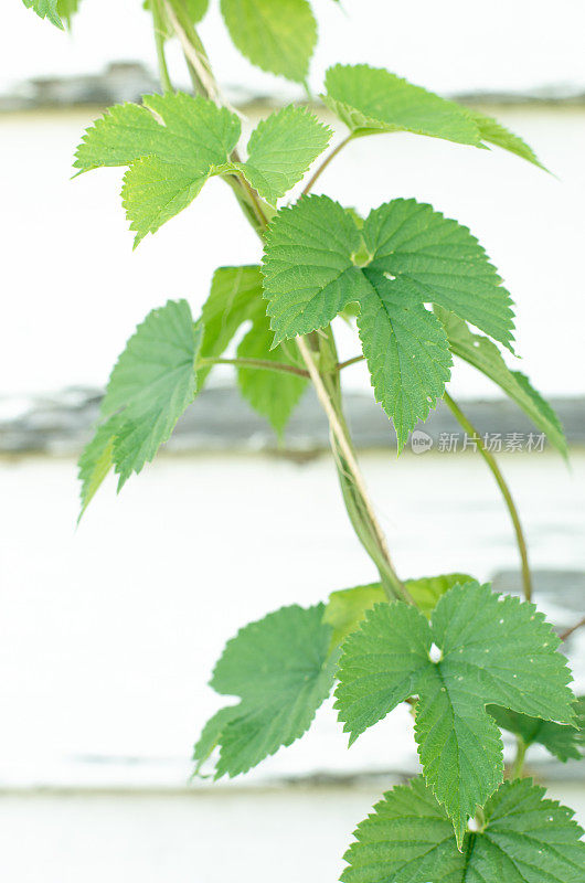 啤酒花植物