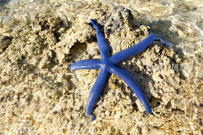 库克岛海滩上的蓝色海星
