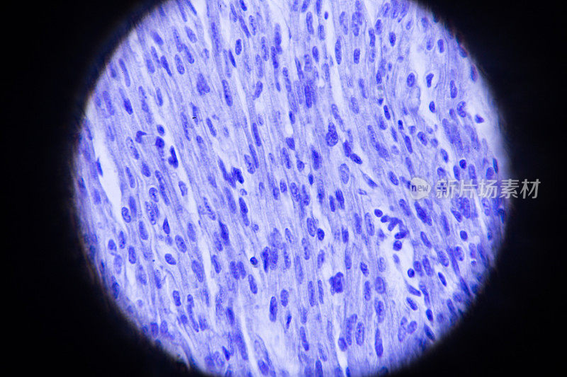 显微镜下的心肌