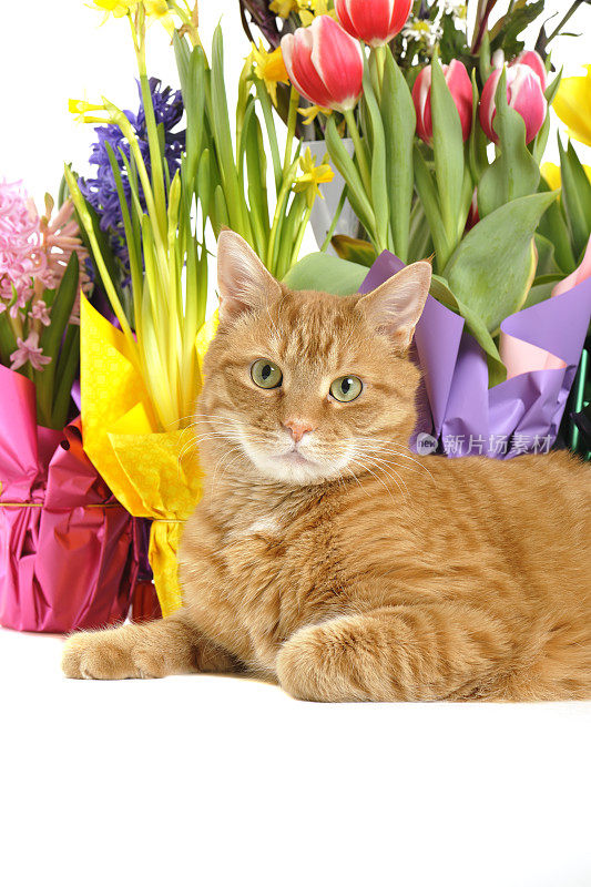 姜猫在春天与花摆姿势