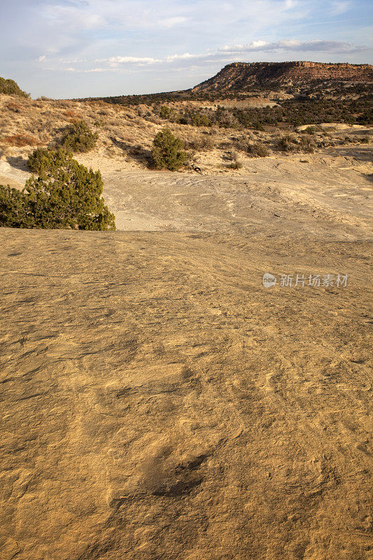 在犹他州的埃斯卡兰特国家纪念碑兽脚亚目恐龙的足迹