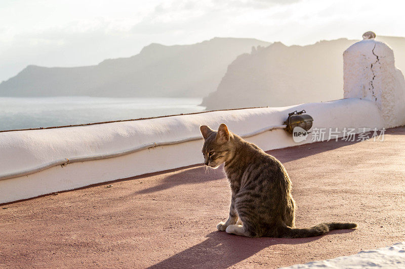 猫在圣托里尼岛