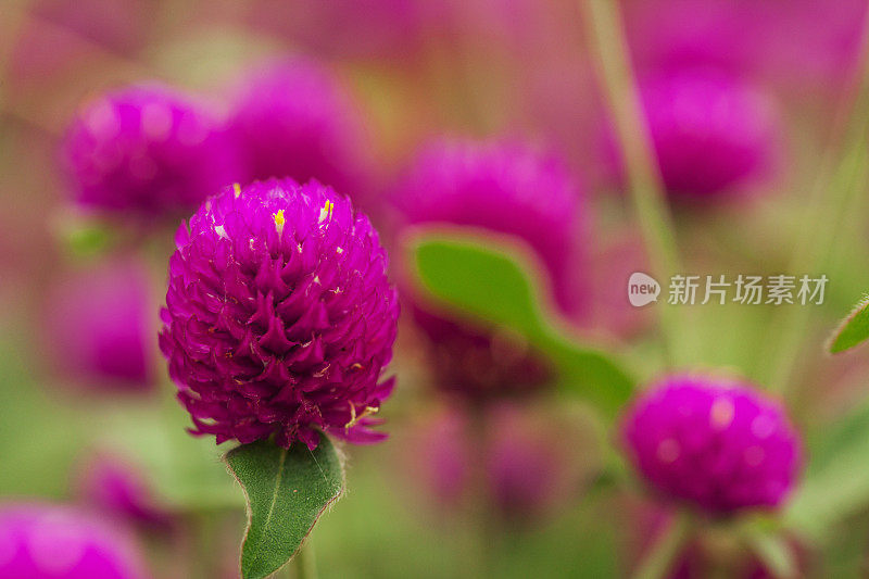 花浸-紫色的花闭合;选择聚焦;浅景深