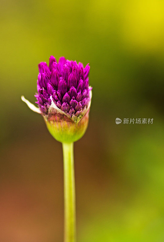 葱属植物芽开放