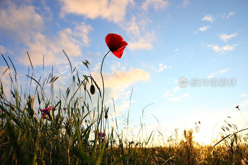 日落时分，麦田里的罂粟