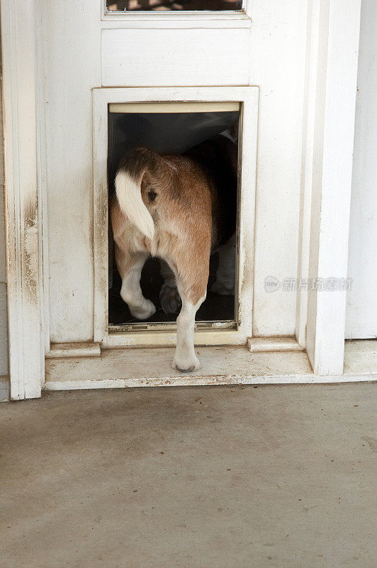 小猎犬从狗栏消失