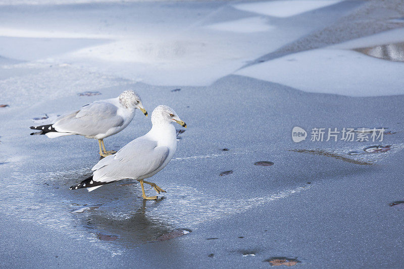 海鸥站在结冰的池塘上