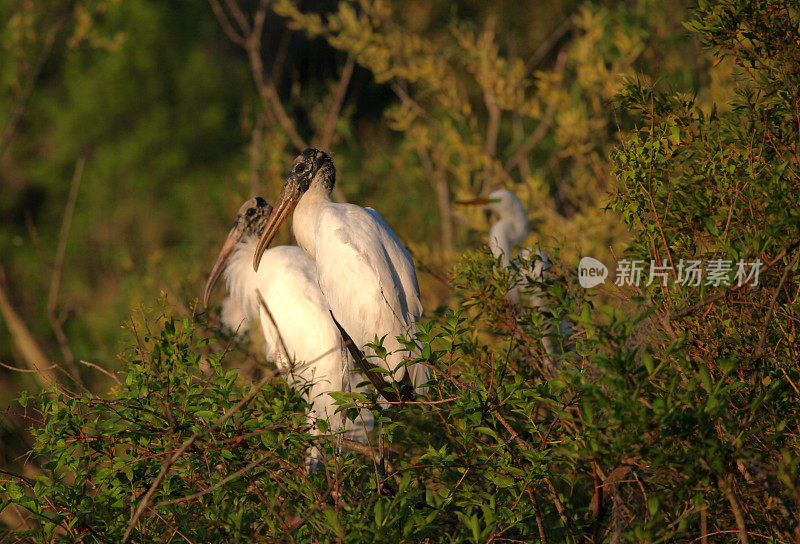 林鹳