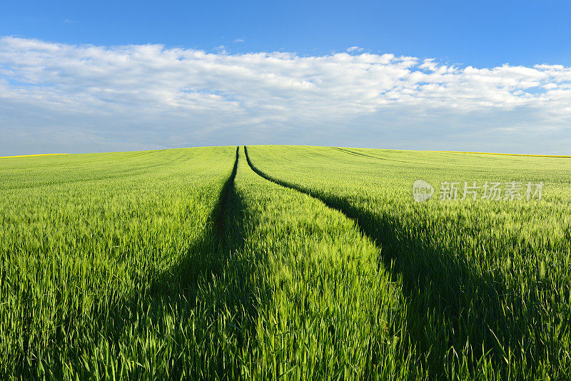 拖拉机在春天的大麦地上履带