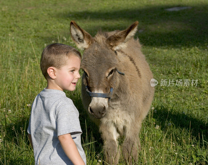 田野里的男孩和长毛驴子