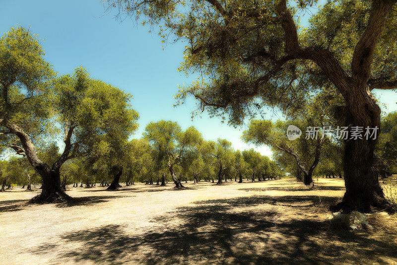 意大利南部普利亚地区的橄榄树种植园