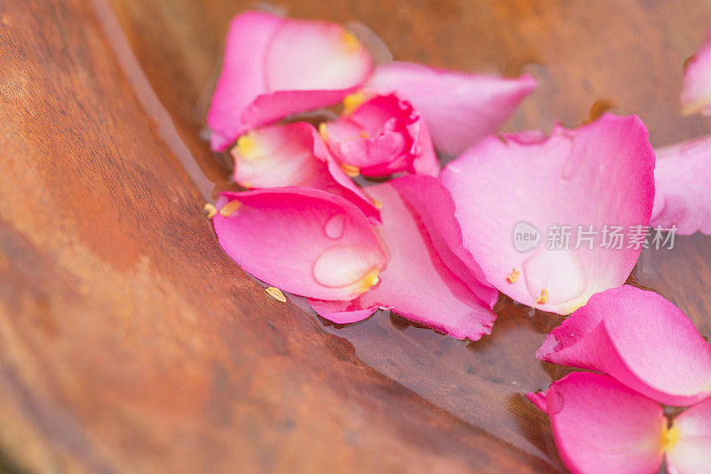 花瓣的特写