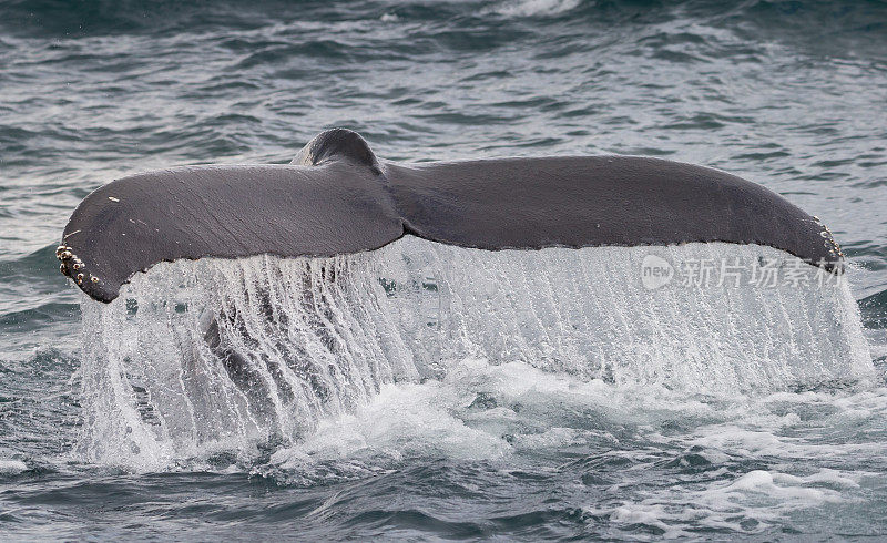 鲸鱼的尾巴潜水