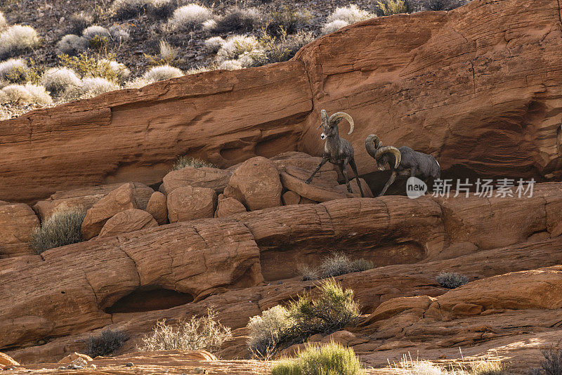 两只大角绵羊在岩石沙漠边缘战斗