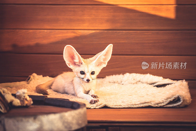 可爱的宠物狐狸躺在柔软的床上，感觉像一个女王在豪华酒店