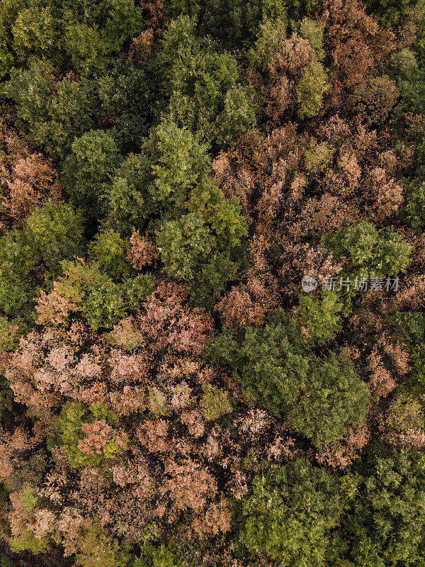 意大利野生森林的鸟瞰图与高大和彩色的树木在日落。意大利的秋天。