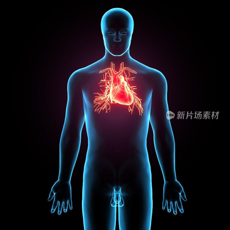 人体心脏解剖三维插图