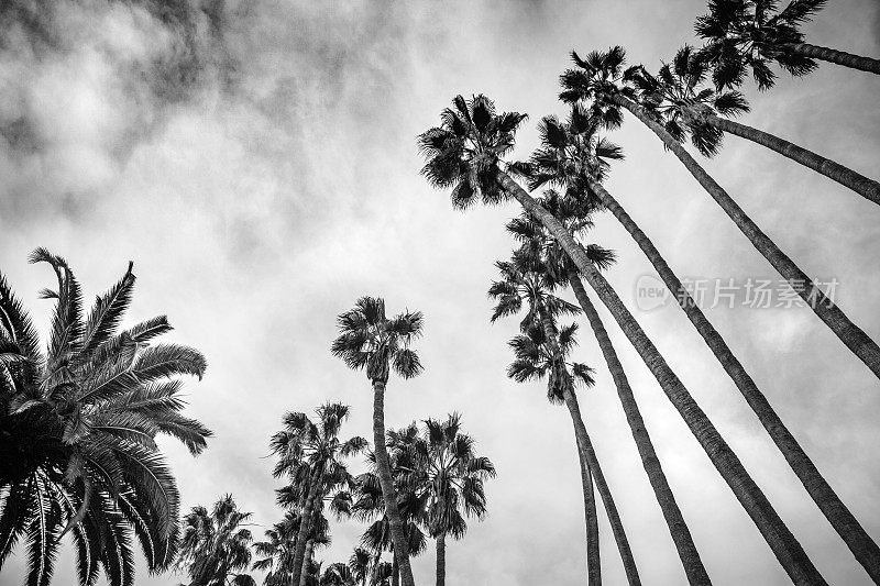 抬头看棕榈树，Palisades公园，圣塔莫尼卡，B&W
