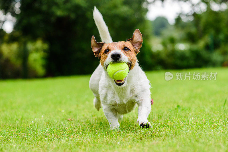 搞笑的狗狗在草坪上玩网球