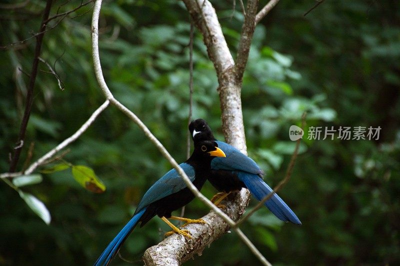 森林里的两只蓝鸟。