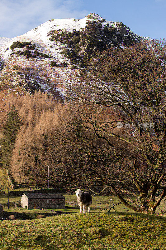 羊群站在山顶下的草地上